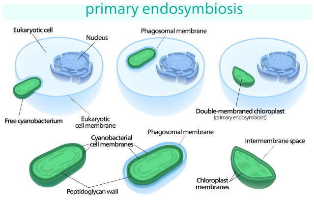 2000px-Chloroplast_primary_endosymbiosis.svg